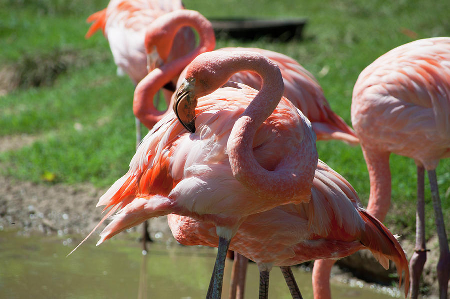 Flamingos Photograph by Julia McHugh