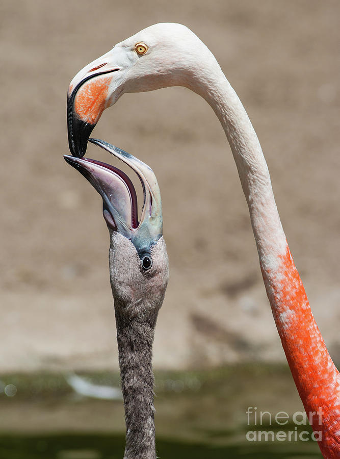 Bird Photograph - Flamingos Keep in Touch  2MGP7317 by Stephen Parker