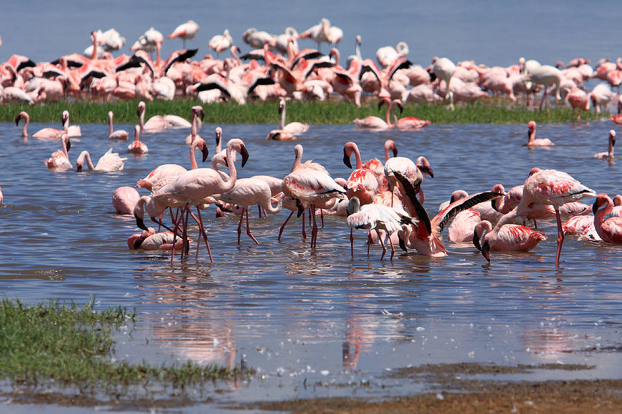 Flamingos, Lake Nakuru, Kenya Photograph by Aidan Moran