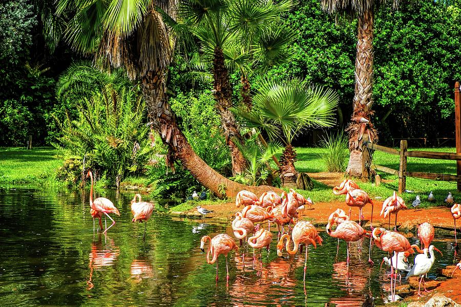 Flamingos Photograph by Louis Ferreira