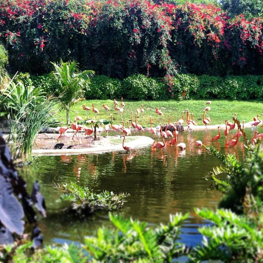 Miami Photograph - #flamingos #miami by Kaylee  Bays