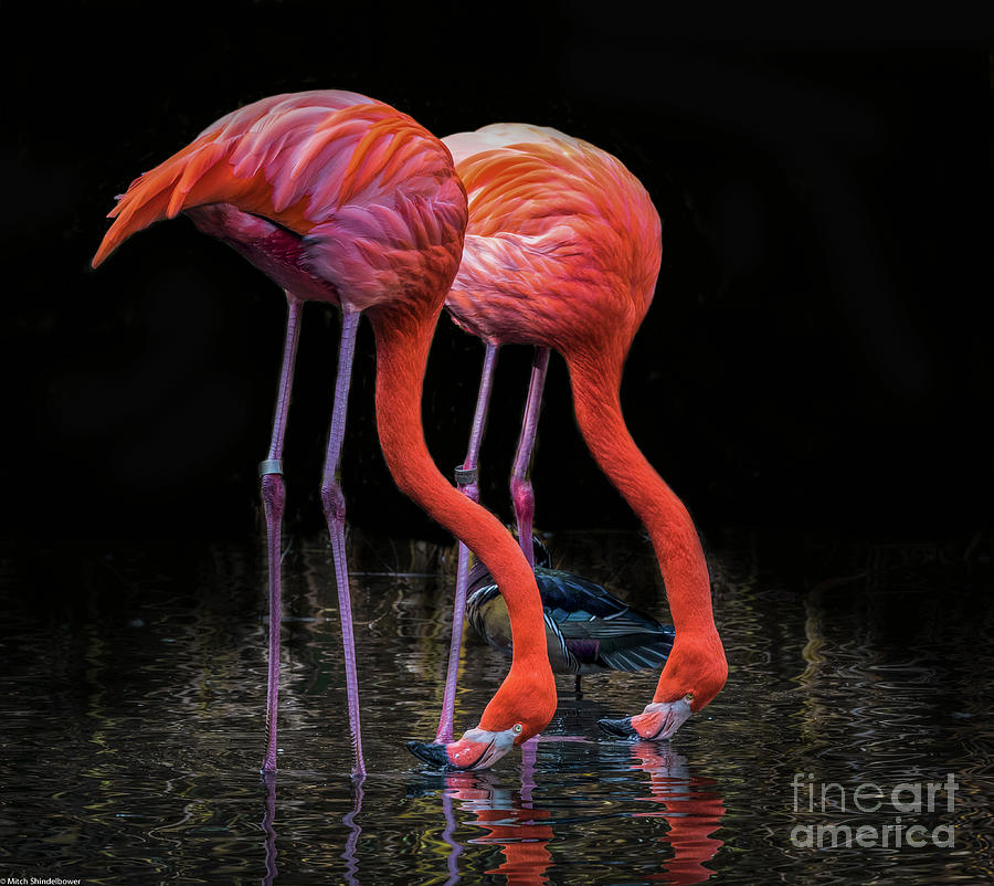 Flamingos Photograph by Mitch Shindelbower