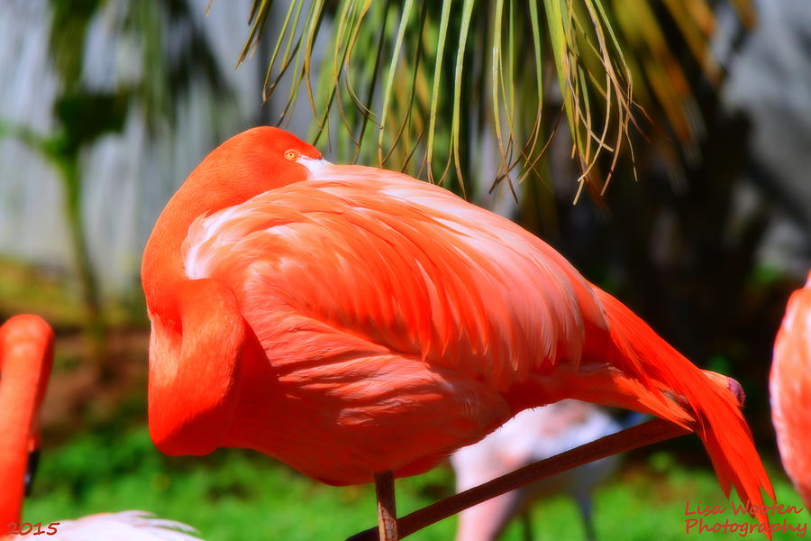 Flamingos Nap Time Photograph by Lisa Wooten