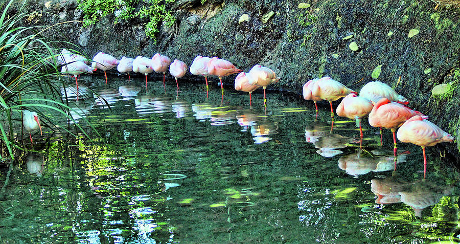 Flamingo Nap Time Photograph by Nora Martinez