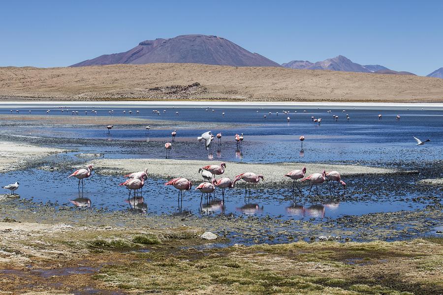 Flamingos on a Lagoon at Salar de Uyuni Bolivia Photograph by Venetia Featherstone-Witty