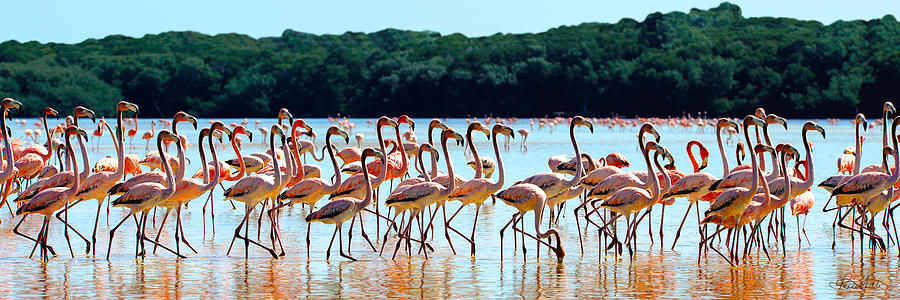 Flamingos On Parade Photograph by Renee Sullivan