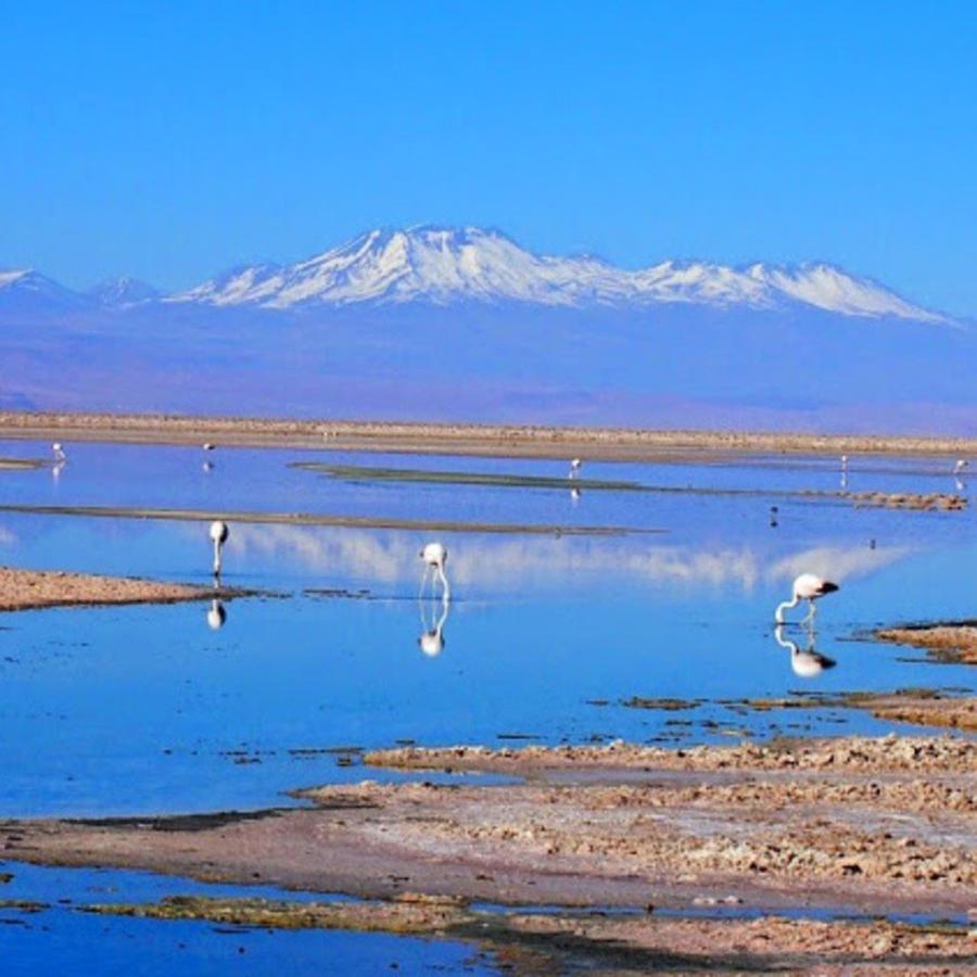 Travel Photograph - Flamingos On The Salt Flats Im The by Dante Harker