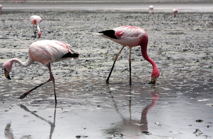 Flamingos On Uyuni Salt Flats, Bolivia Photograph by Aidan Moran