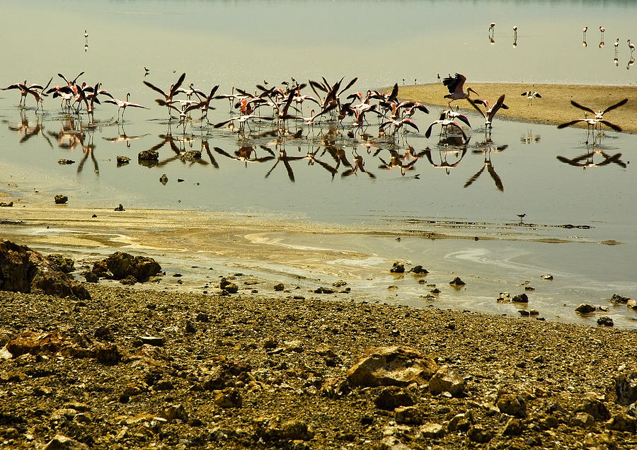 Flamingos Photograph by Patrick Kain