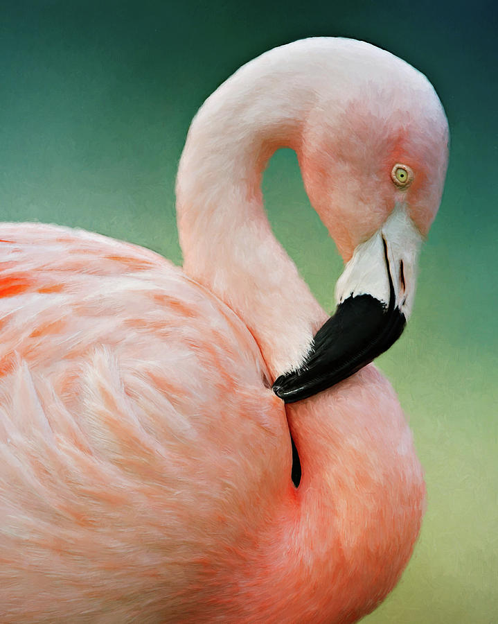 Flamingos Portrait Photograph by Lana Trussell