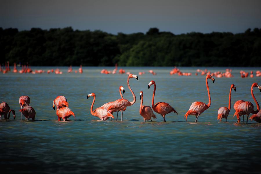 Flamingos Photograph by Robert Grac