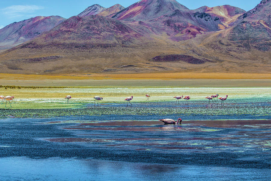 Flamingos, Salar Uyuni, Bolivia Photograph by Venetia Featherstone-Witty
