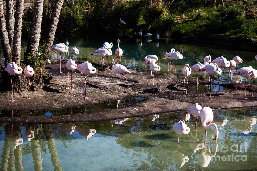 Flamingos Photograph by Suzanne Luft