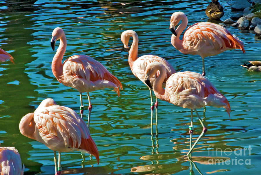 Flamingos Wading Photograph by David Zanzinger
