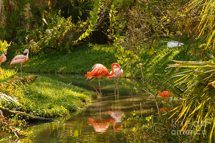 Flamingos Wading Photograph by Les Greenwood