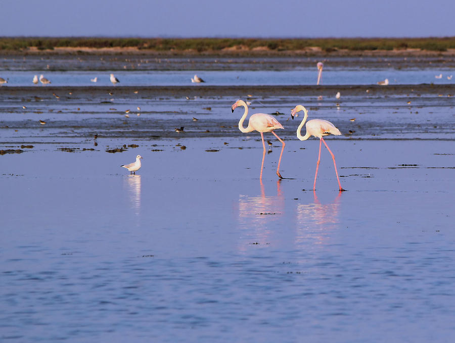 Flamingos walking in the water Photograph by Elenarts - Elena Duvernay photo