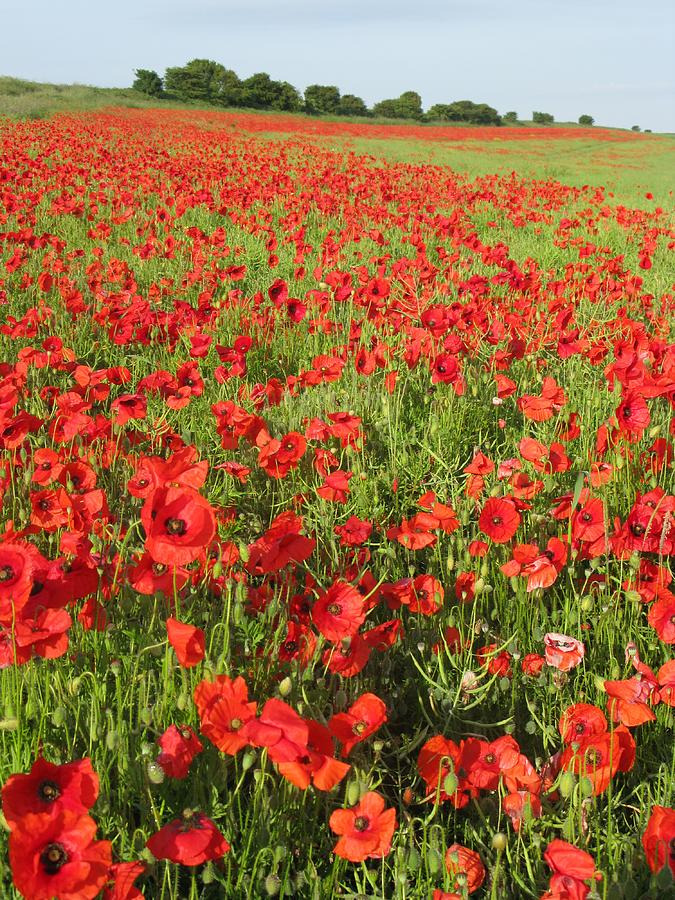 Flanders Field Photograph by Maria Joy - Fine Art America