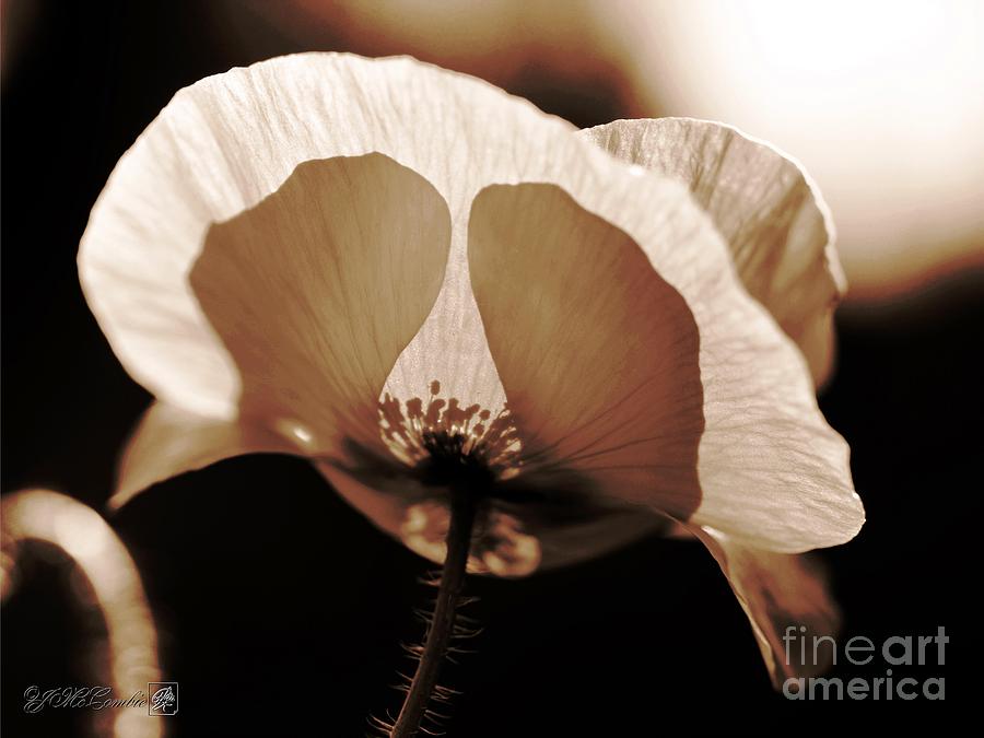Flanders Poppy in Sepia Photograph by J McCombie
