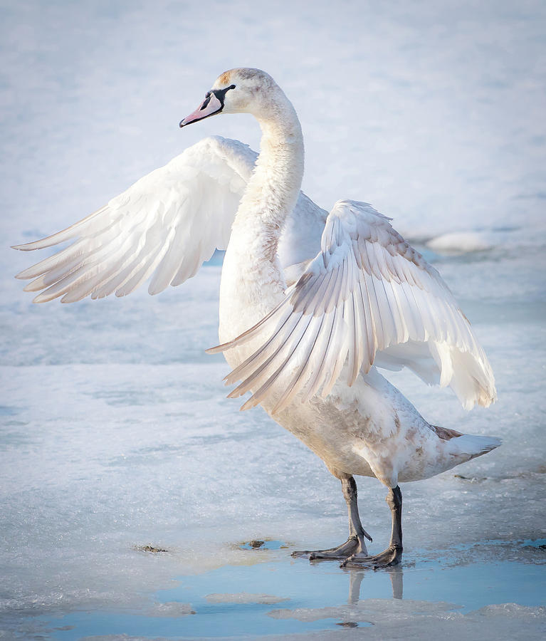 Swan Photograph - Flappin... by Ian Sempowski