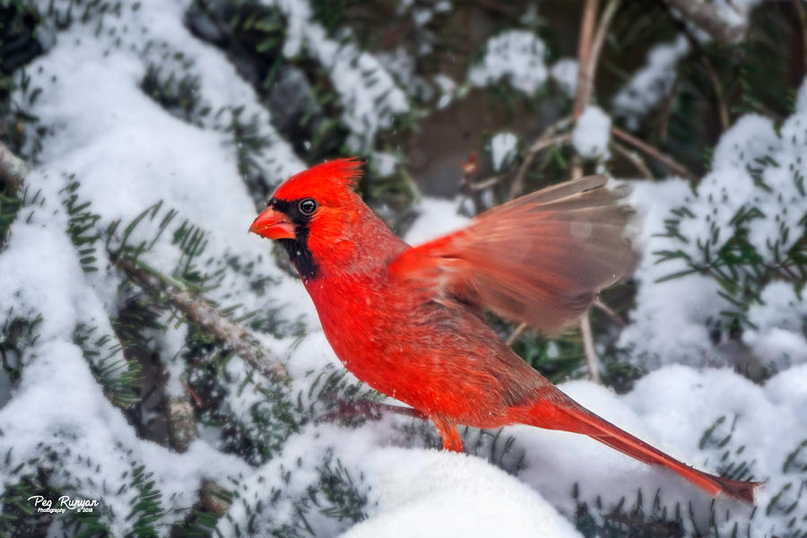 Flapping Cardinal Photograph by Peg Runyan