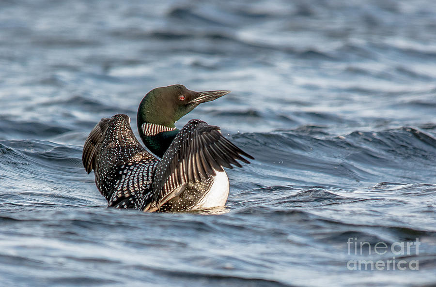 Flapping Common Loon Photograph
