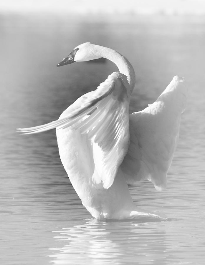 Black And White Photograph - Flapping in Black and White by Larry Ricker