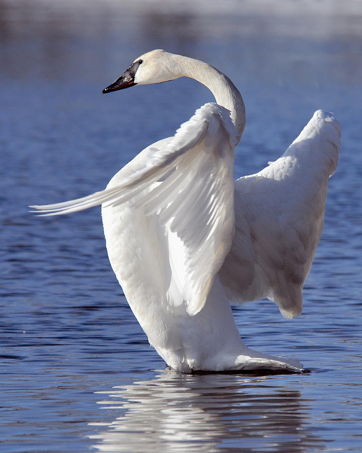 Nature Photograph - Flapping Swan by Larry Ricker