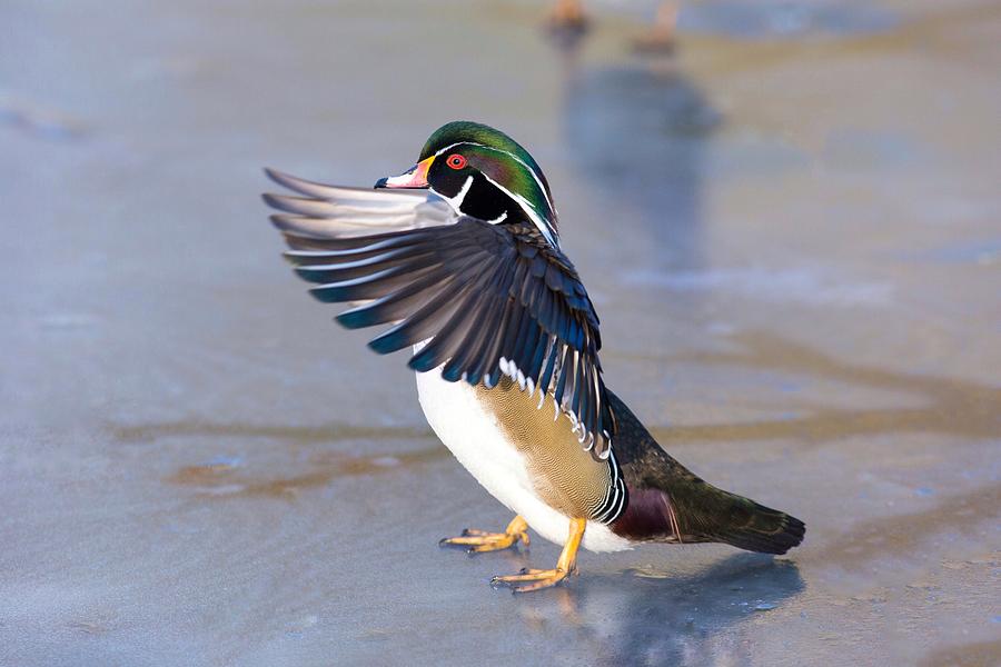 Flapping wood duck Photograph by Lynn Hopwood
