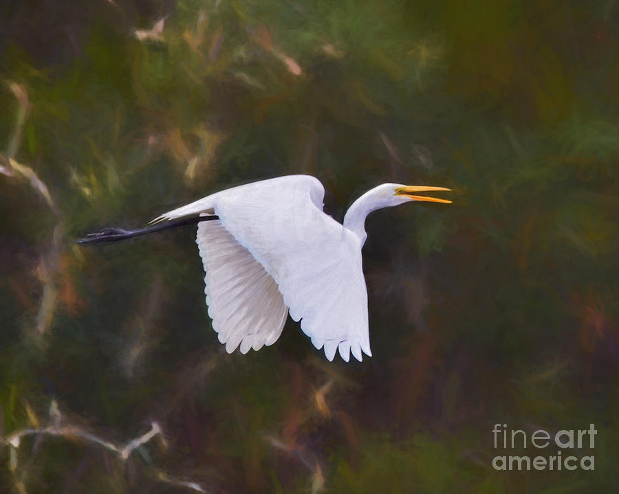 Flaps Down - Egret in Flight Painting by Kerri Farley