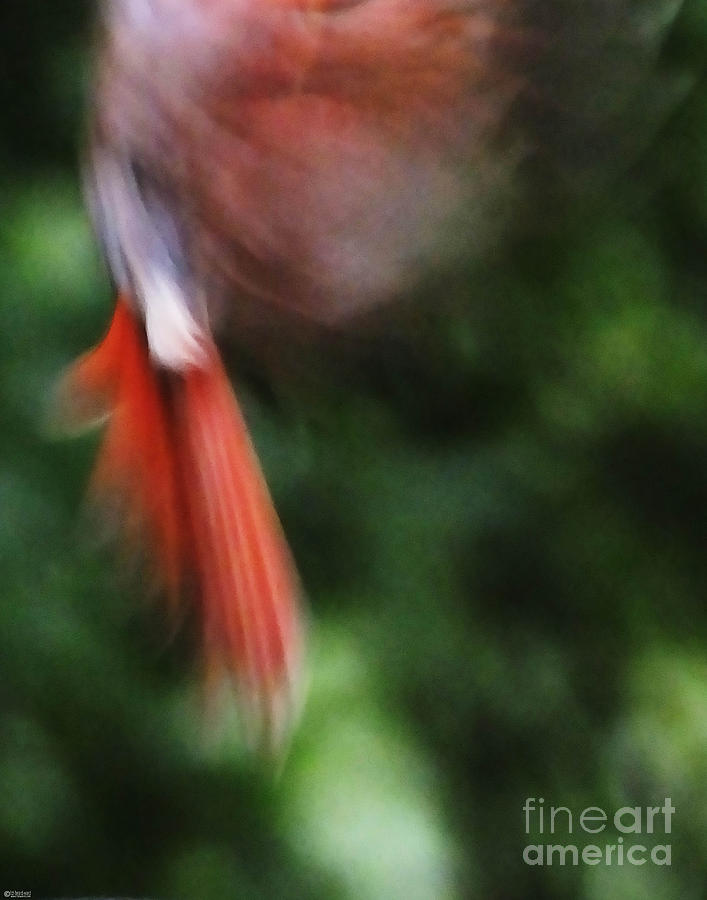 Cardinal Photograph - Flare by Lizi Beard-Ward