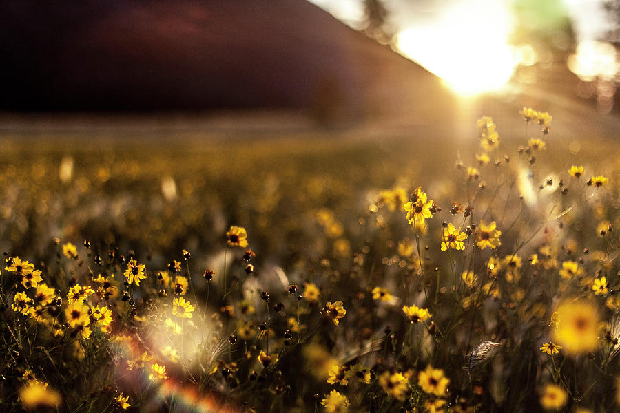Flower Photograph - Flare by Niko Lancaster