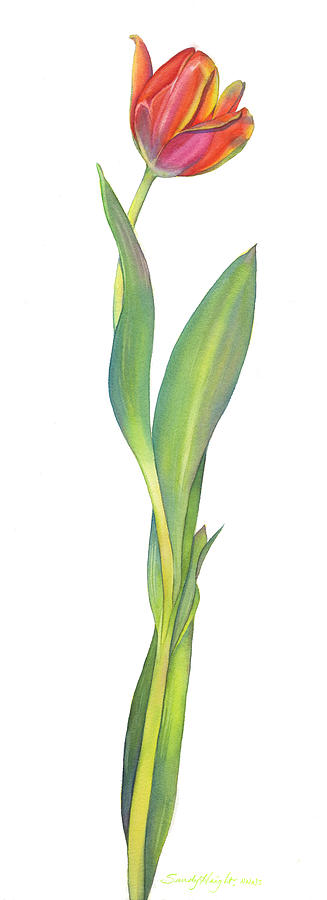 Flared Standing Tulip Painting by Sandy Haight - Fine Art America