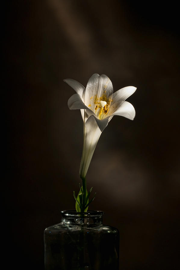Flashlight Series Easter Lily 1 Photograph by Lou  Novick