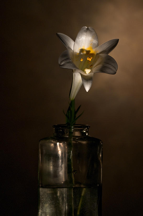 Flashlight Series Easter Lily 2 Photograph by Lou  Novick