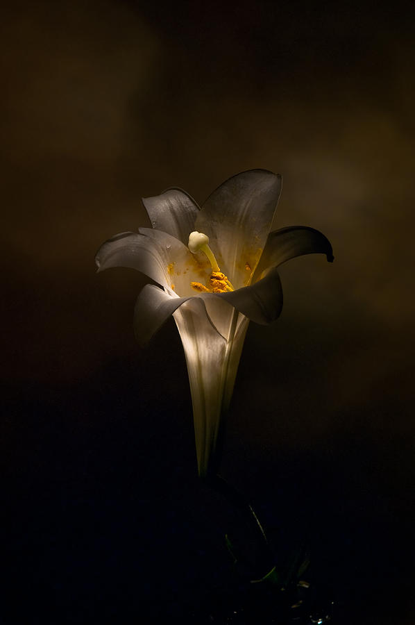 Flashlight Series Easter Lily 5 Photograph by Lou  Novick