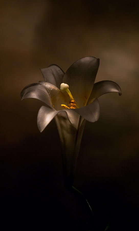 Flashlight Series Easter Lily 6 Photograph by Lou  Novick