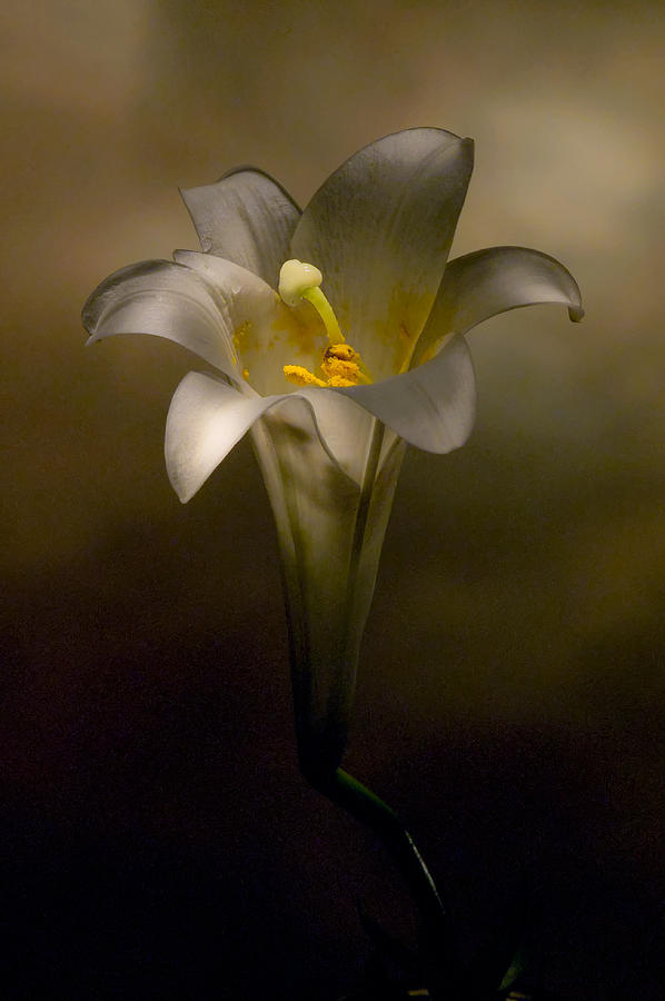 Flashlight Series Easter Lily 7 Photograph by Lou  Novick