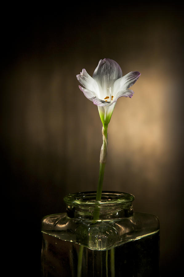 Flashlight Series White Flower 1 Photograph by Lou  Novick