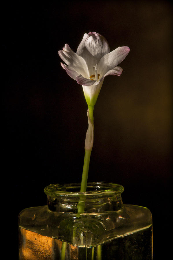 Flashlight Series White Flower 2 Photograph by Lou  Novick