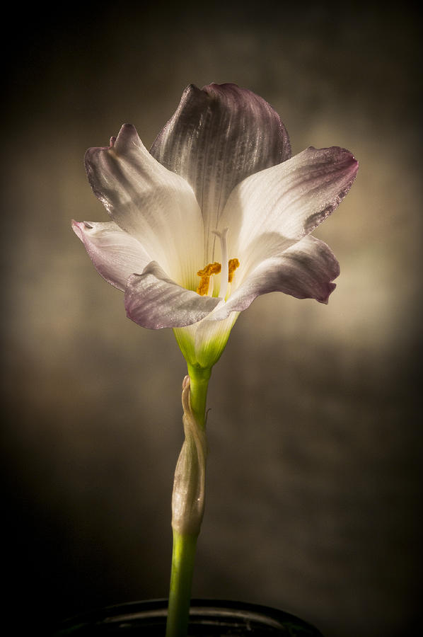 Flashlight Series White Flower 4 Photograph by Lou  Novick
