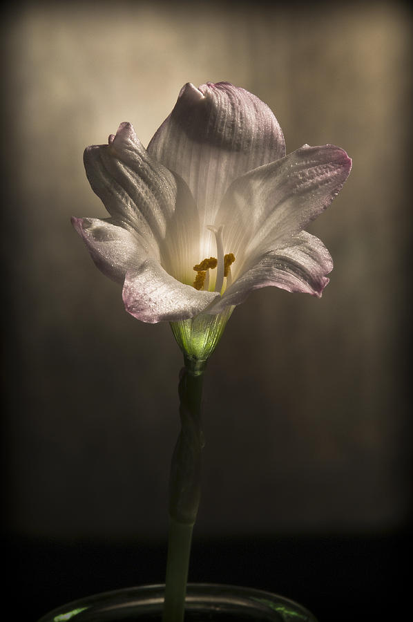 Flashlight Series White Flower 6 Digital Art by Lou  Novick