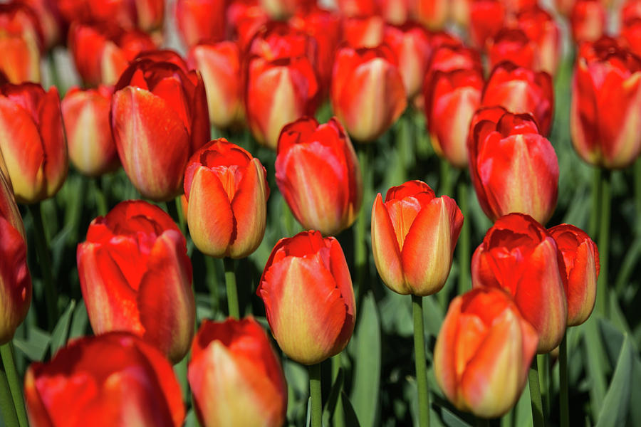 Flashy tulips Photograph by Lisa Lemmons-Powers