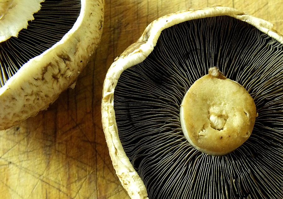 Flat Brown Mushrooms Photograph by Guy Pettingell