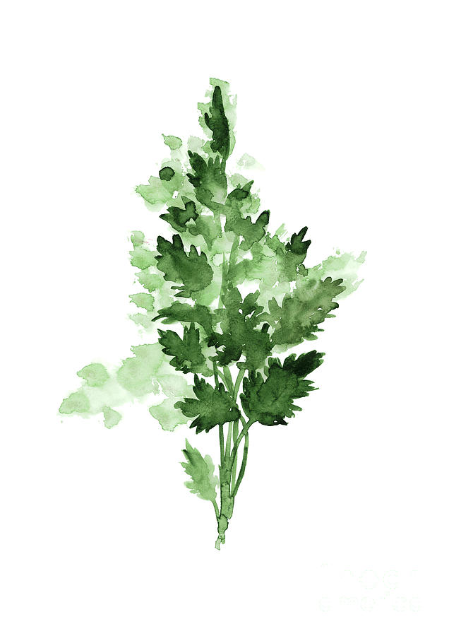 Parsley Watercolor Print outlets