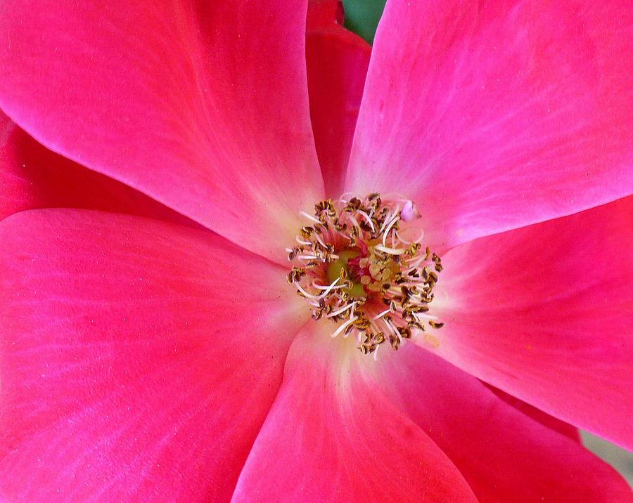 Flat Rose Hot Photograph by Florene Welebny