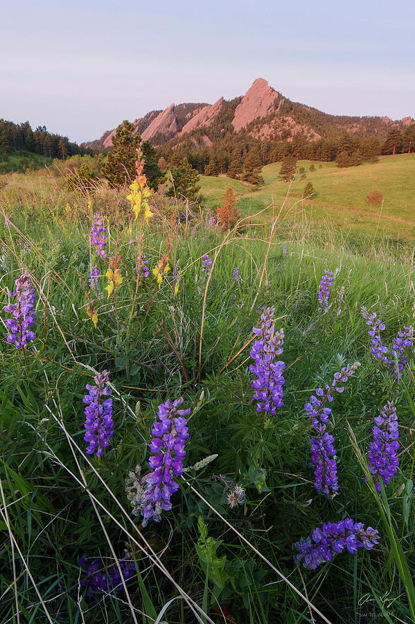 Flatiron Lupines Photograph by Aaron Spong