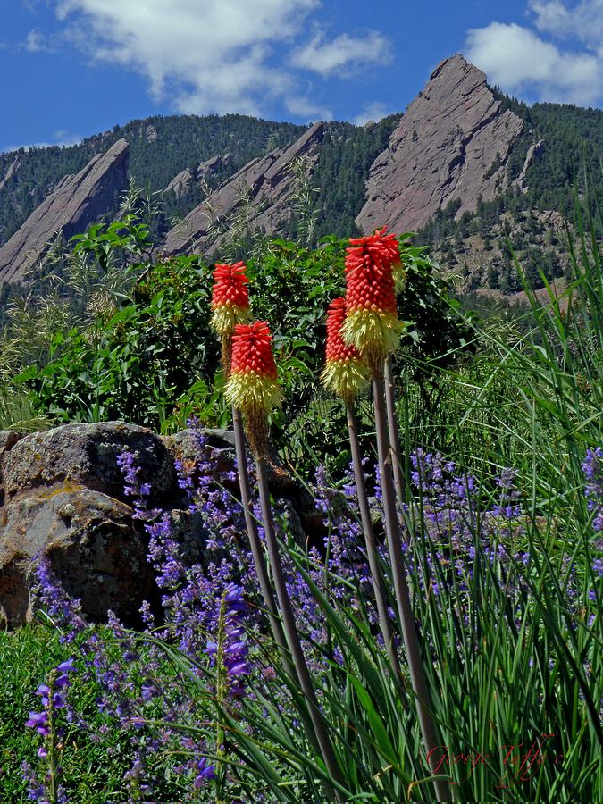 Flatirons early summer Photograph by George Tuffy