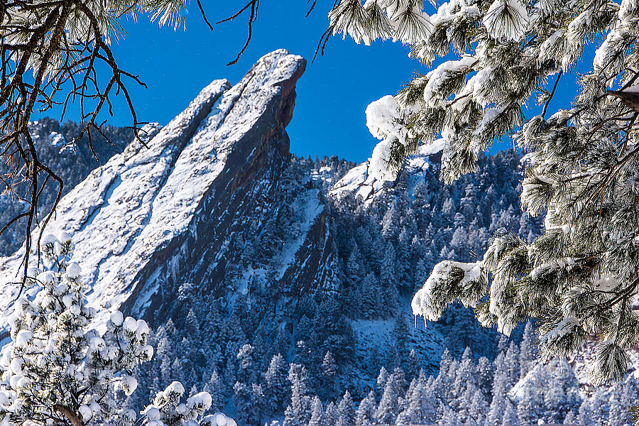 Nature Photograph - Flatirons Rises Through The Pines by Greg Summers