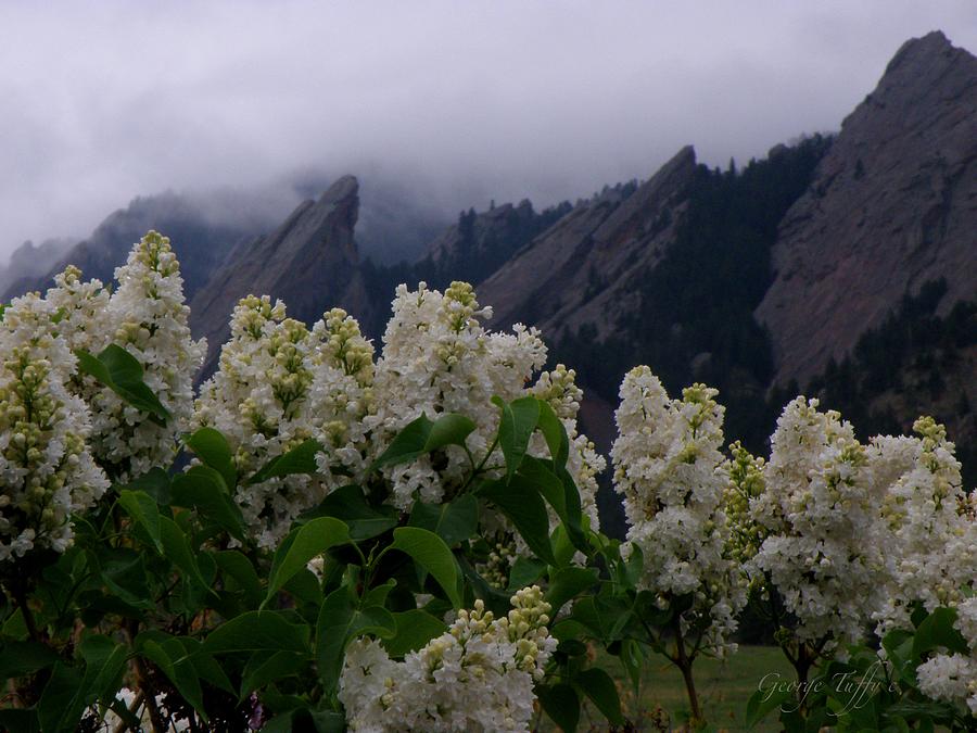 Flatirons white lilacs Photograph by George Tuffy