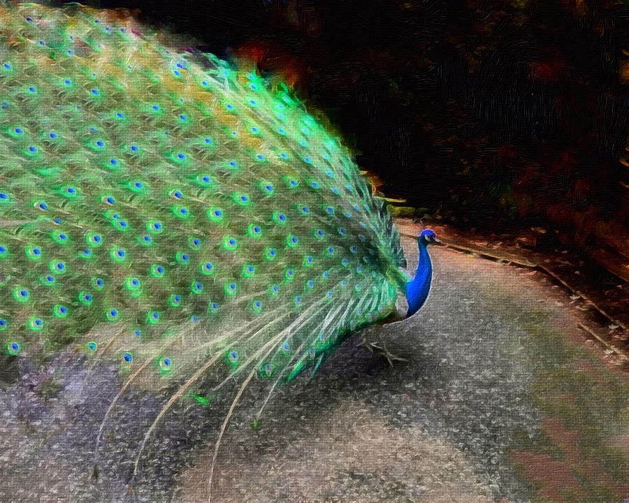 Flaunting Green Feathers Digital Art by Anne Sands